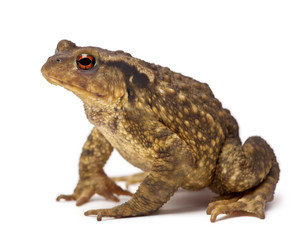 Common toad, Bufo bufo, against white background