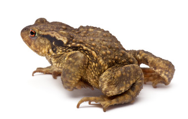 Common toad, Bufo bufo, against white background