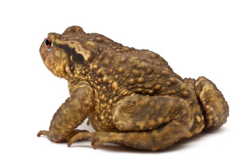 Common toad, Bufo bufo, against white background