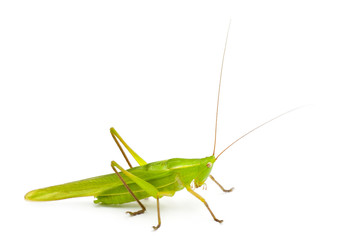 Large Conehead, Ruspolia nitidula, against white background