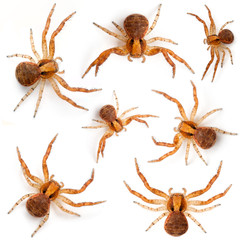 Crab spiders, Xysticus sp against white background