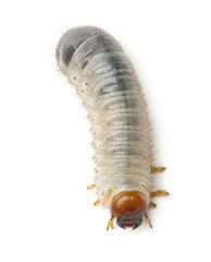 Larva of mealworm, Tenebrio molitor, against white background
