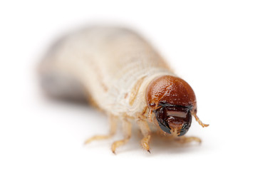Larva of mealworm, Tenebrio molitor, against white background