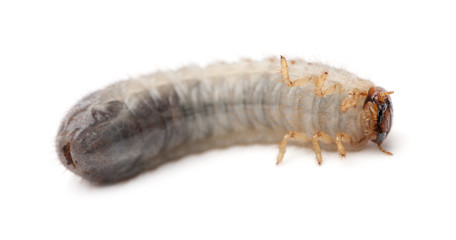 Larva of mealworm, Tenebrio molitor, against white background