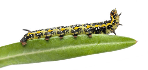 Spurge Hawk, Hyles Euphorbiae, caterpillar