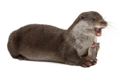 European Otter, Lutra lutra, 6 years old, lying and eating