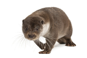 European Otter, Lutra lutra, 6 years old, walking
