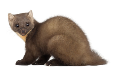 European Pine Marten or pine marten, Martes martes, 4 years old