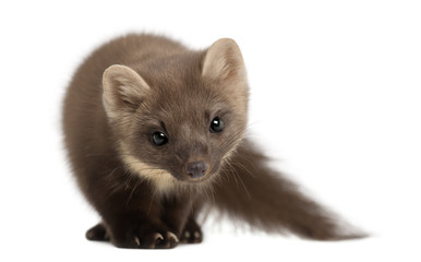 European Pine Marten or pine marten, Martes martes, 4 years old