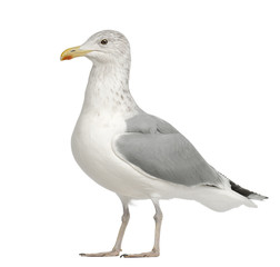 Fototapeta premium European Herring Gull, Larus argentatus, 4 years old