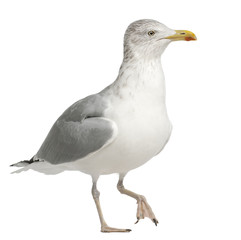 Naklejka premium European Herring Gull, Larus argentatus, 4 years old