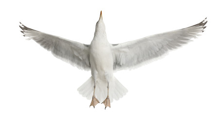 European Herring Gull, Larus argentatus, 4 years old