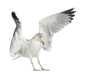 European Herring Gull, Larus argentatus, 4 years old