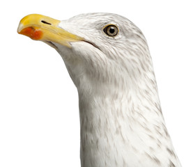 European Herring Gull, Larus argentatus, 4 years old