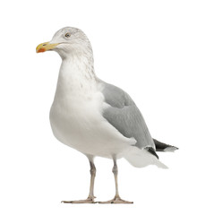 Naklejka premium European Herring Gull, Larus argentatus, 4 years old