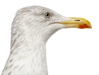 European Herring Gull, Larus argentatus, 4 years old