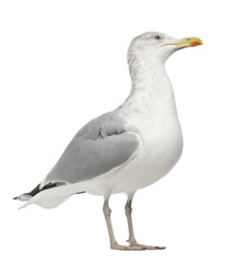 Naklejka premium European Herring Gull, Larus argentatus, 4 years old