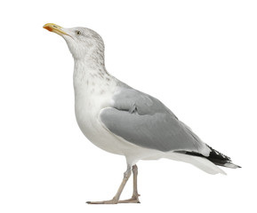 Obraz premium European Herring Gull, Larus argentatus, 4 years old