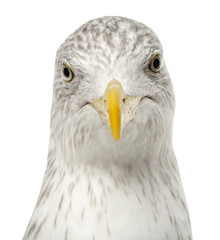 European Herring Gull, Larus argentatus, 4 years old