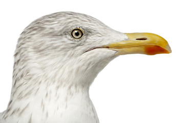 European Herring Gull, Larus argentatus, 4 years old