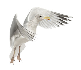 European Herring Gull, Larus argentatus, 4 years old, flying