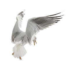 European Herring Gull, Larus argentatus, 4 years old, flying