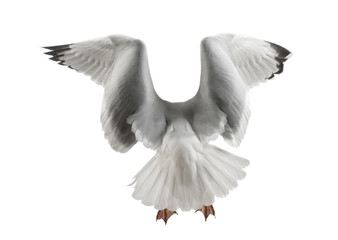 Naklejka na ściany i meble European Herring Gull, Larus argentatus, 4 years old, flying