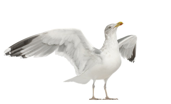 European Herring Gull, Larus argentatus, 4 years old