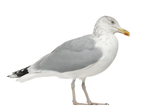 European Herring Gull, Larus argentatus, 4 years old
