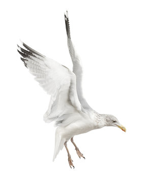 European Herring Gull, Larus argentatus, 4 years old, flying