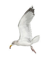 European Herring Gull, Larus argentatus, 4 years old, flying