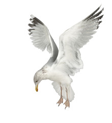 European Herring Gull, Larus argentatus, 4 years old, flying