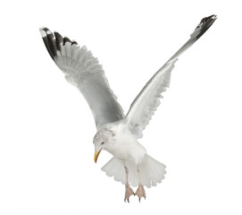 European Herring Gull, Larus argentatus, 4 years old, flying