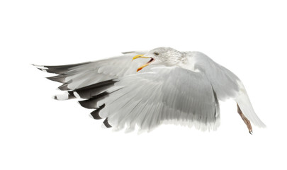 Fototapeta premium European Herring Gull, Larus argentatus, 4 years old, flying