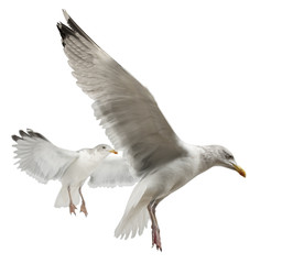 Naklejka premium European Herring Gulls, Larus argentatus, 4 years old, flying
