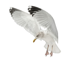 European Herring Gull, Larus argentatus, 4 years old, flying