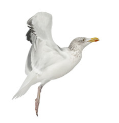 European Herring Gull, Larus argentatus, 4 years old, flying