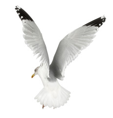 European Herring Gull, Larus argentatus, 4 years old, flying