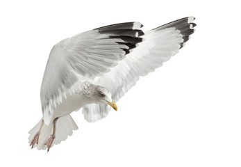 Naklejka premium European Herring Gull, Larus argentatus, 4 years old, flying
