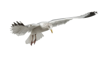 Naklejka premium European Herring Gull, Larus argentatus, 4 years old, flying