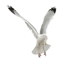 European Herring Gull, Larus argentatus, 4 years old, flying © Eric Isselée