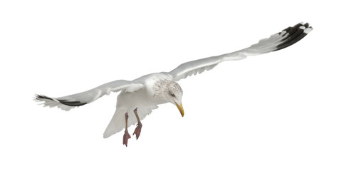 Naklejka premium European Herring Gull, Larus argentatus, 4 years old, flying