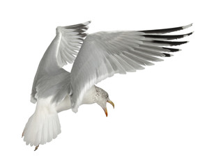 European Herring Gull, Larus argentatus, 4 years old, flying