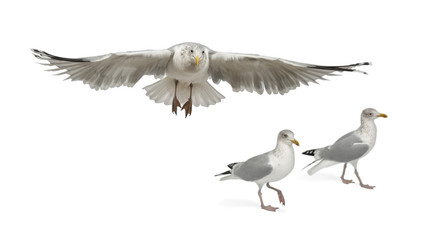 European Herring Gulls, Larus argentatus, 4 years old