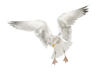 Obraz premium European Herring Gull, Larus argentatus, 4 years old, flying