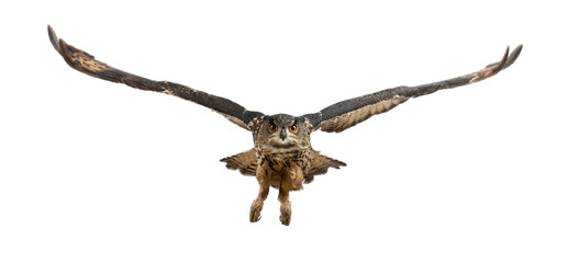 Obraz premium Eurasian Eagle-Owl, Bubo bubo, 15 years old, flying