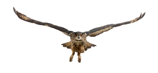 Photo sur Aluminium brossé Hibou Eurasian Eagle-Owl, Bubo bubo, 15 ans, volant