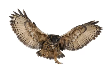 Papier Peint photo autocollant Hibou Eurasian Eagle-Owl, Bubo bubo, 15 years old, flying