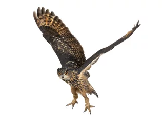 Cercles muraux Hibou Eurasian Eagle-Owl, Bubo bubo, 15 years old, flying