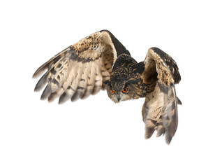 Eurasian Eagle-Owl, Bubo bubo, 15 years old © Eric Isselée